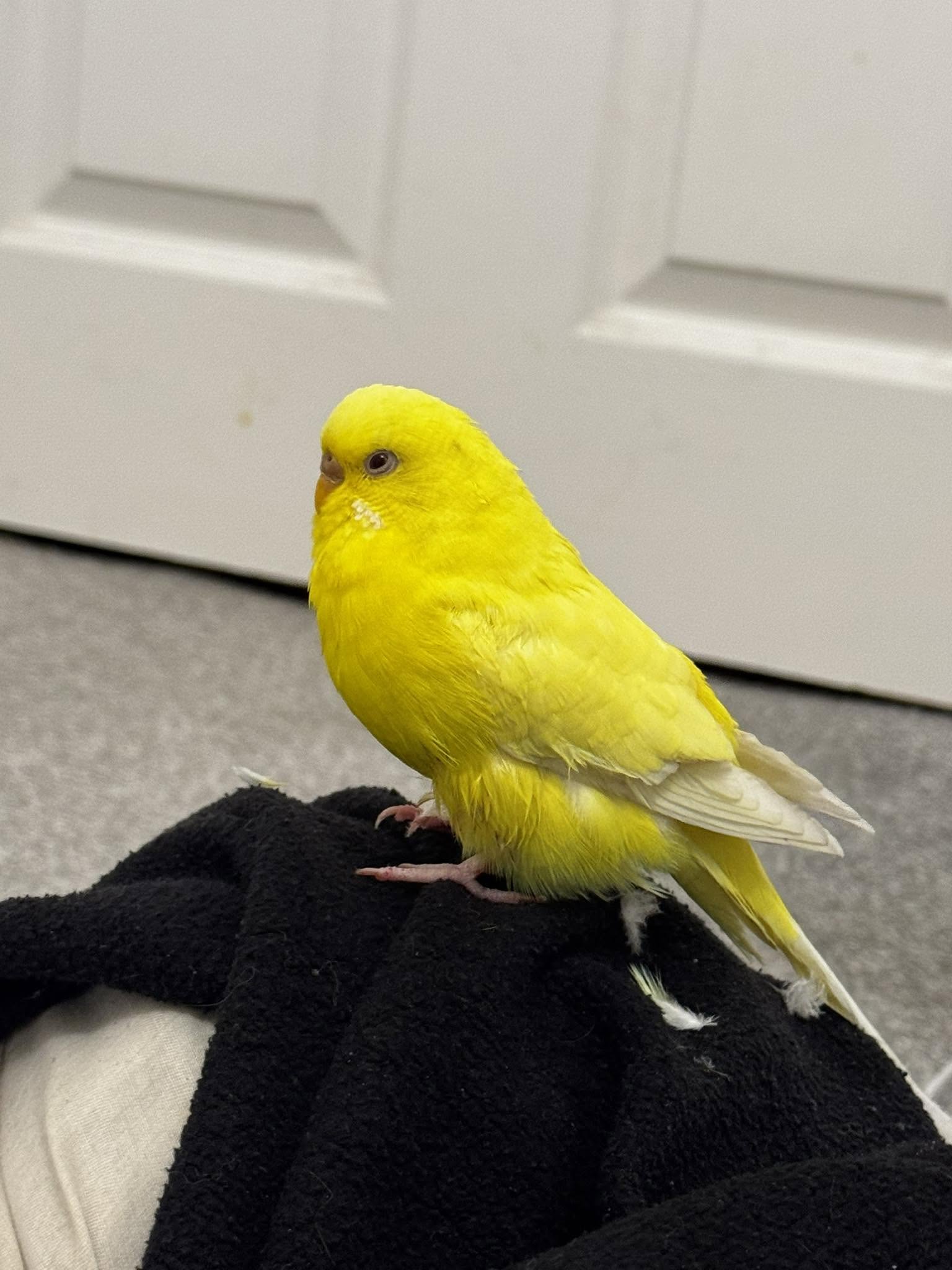 UK bird emergency no avian vet available