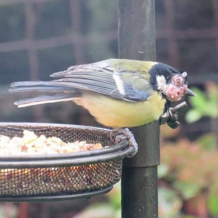 UK bird feeder hygiene cleaning disease prevention 2026