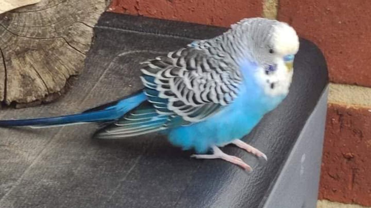 UK bird flu pet bird owner warning