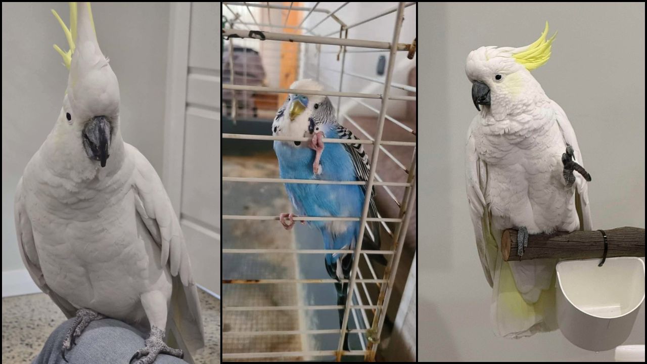 UK bird flu update pet bird owners 2026