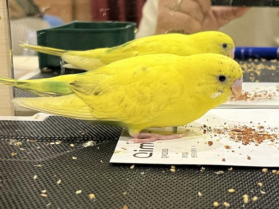 UK budgie Stage 1 heat stress subtle wings slightly out signs 