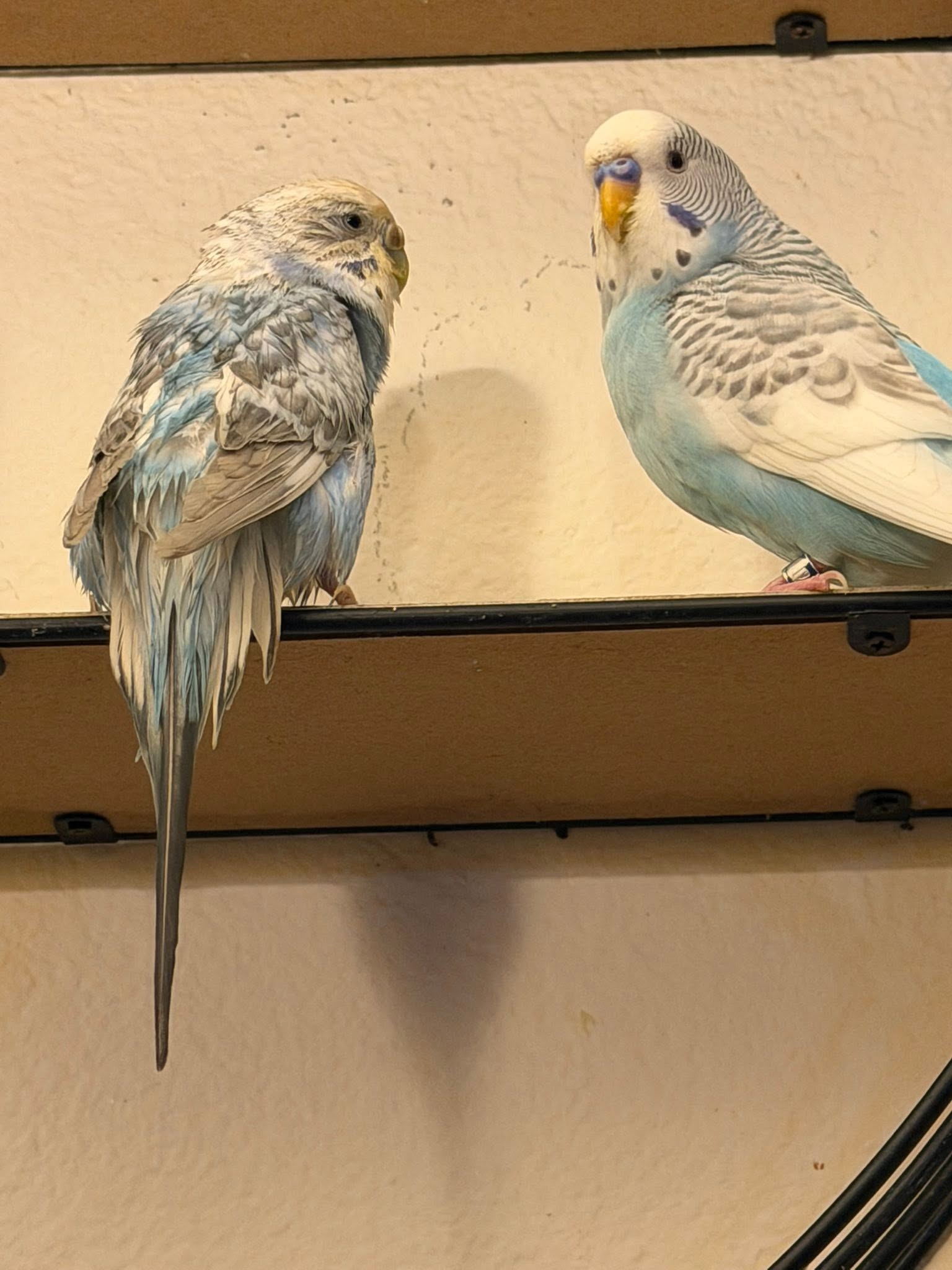 UK budgie cage proper heatwave setup cool room location safe
