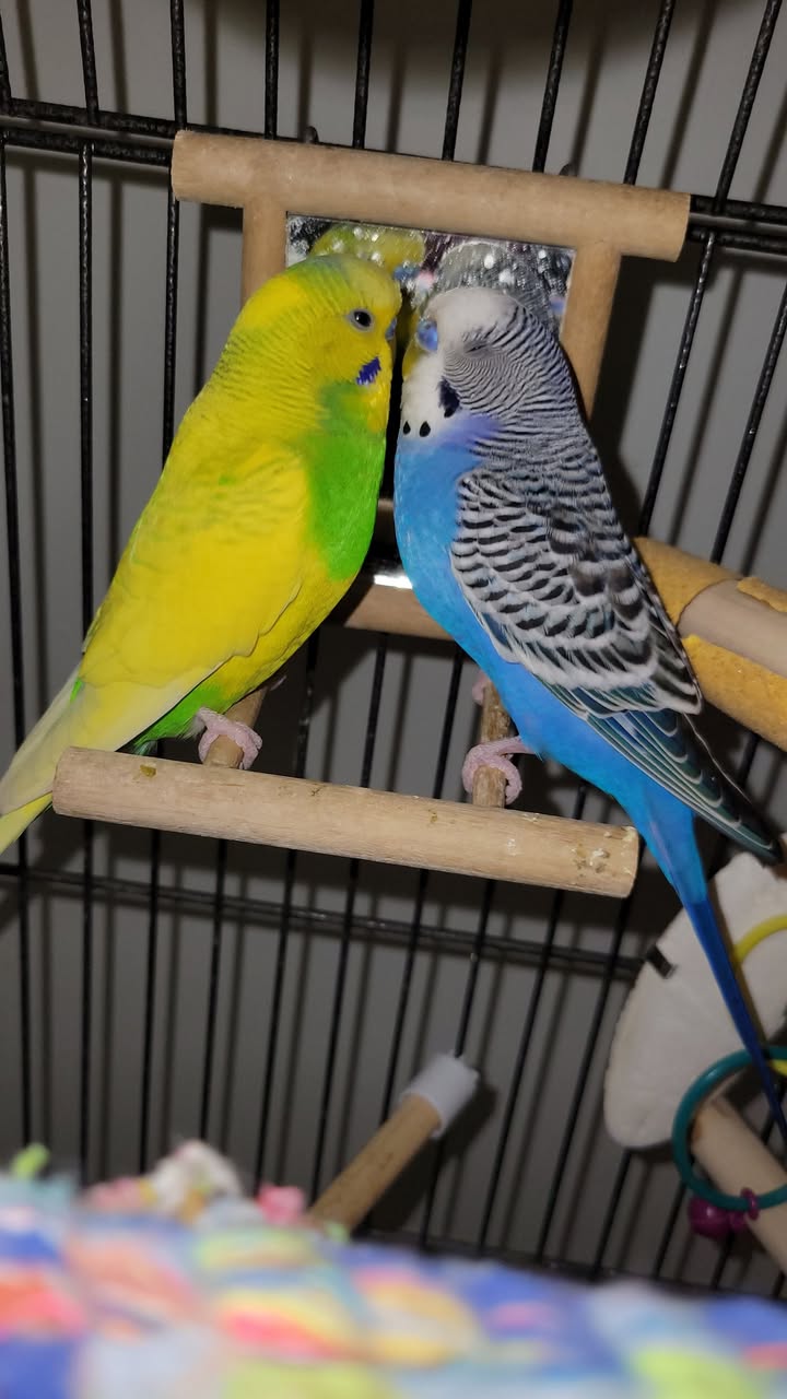 UK budgie cage water bathing dish frozen vegetables hydration cool