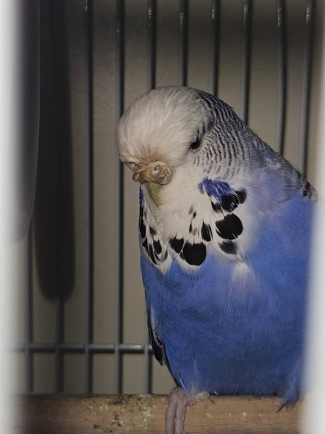 UK budgie early warning signs sneezing discharge nostrils