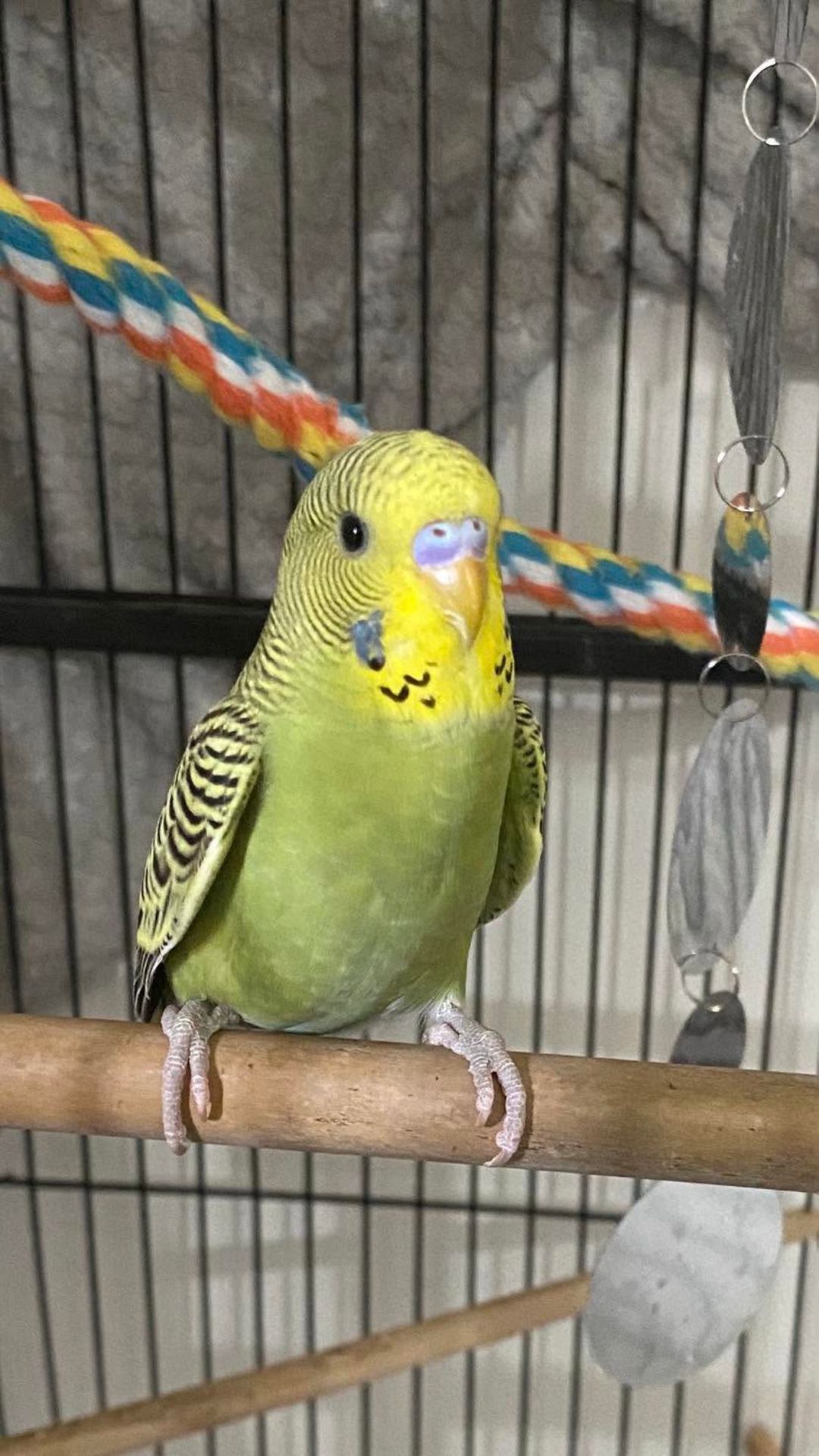 UK budgie heat stress signs wings extended panting warning recognise 