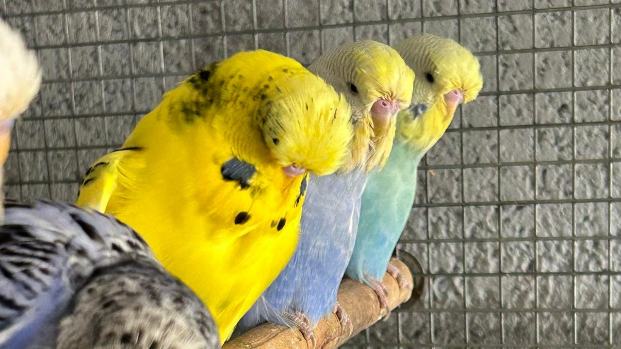 UK budgie heat stress warning signs 2026 Red heatwave too hot timeline