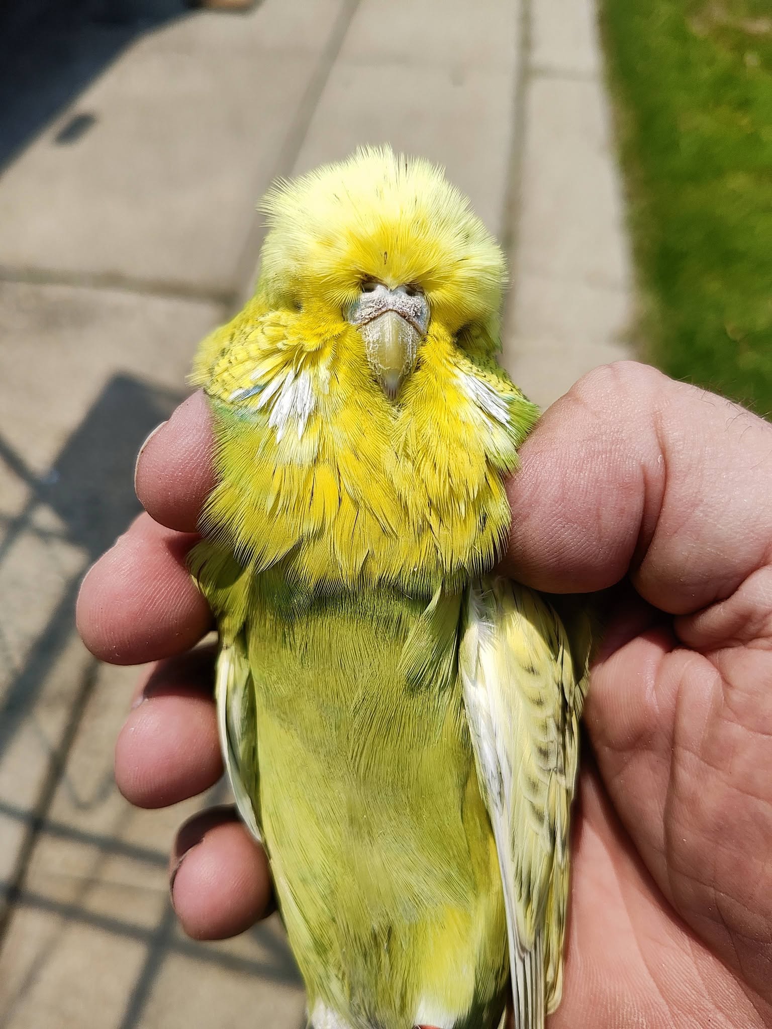 UK budgie heatwave 48 hour survival plan action checklist owner