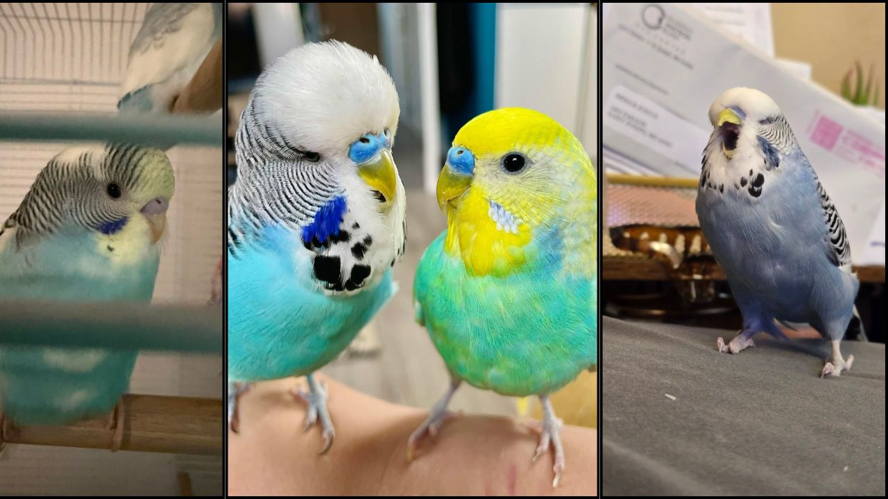 UK budgie heatwave warning 38°C emergency cooling action guide 2026