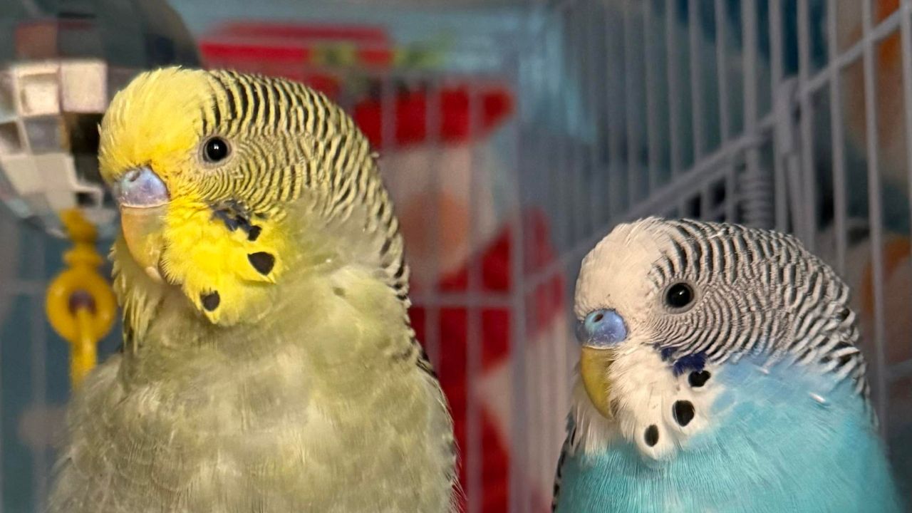 UK budgie mirror toy welfare warning