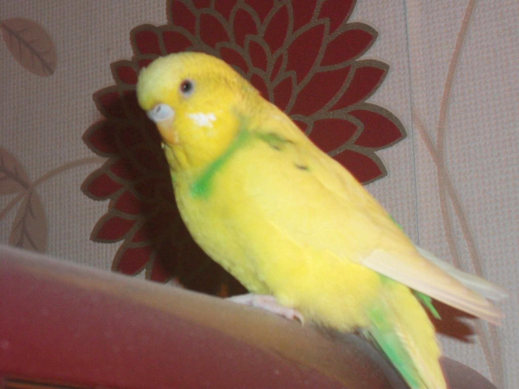 UK budgie owner bonding personality