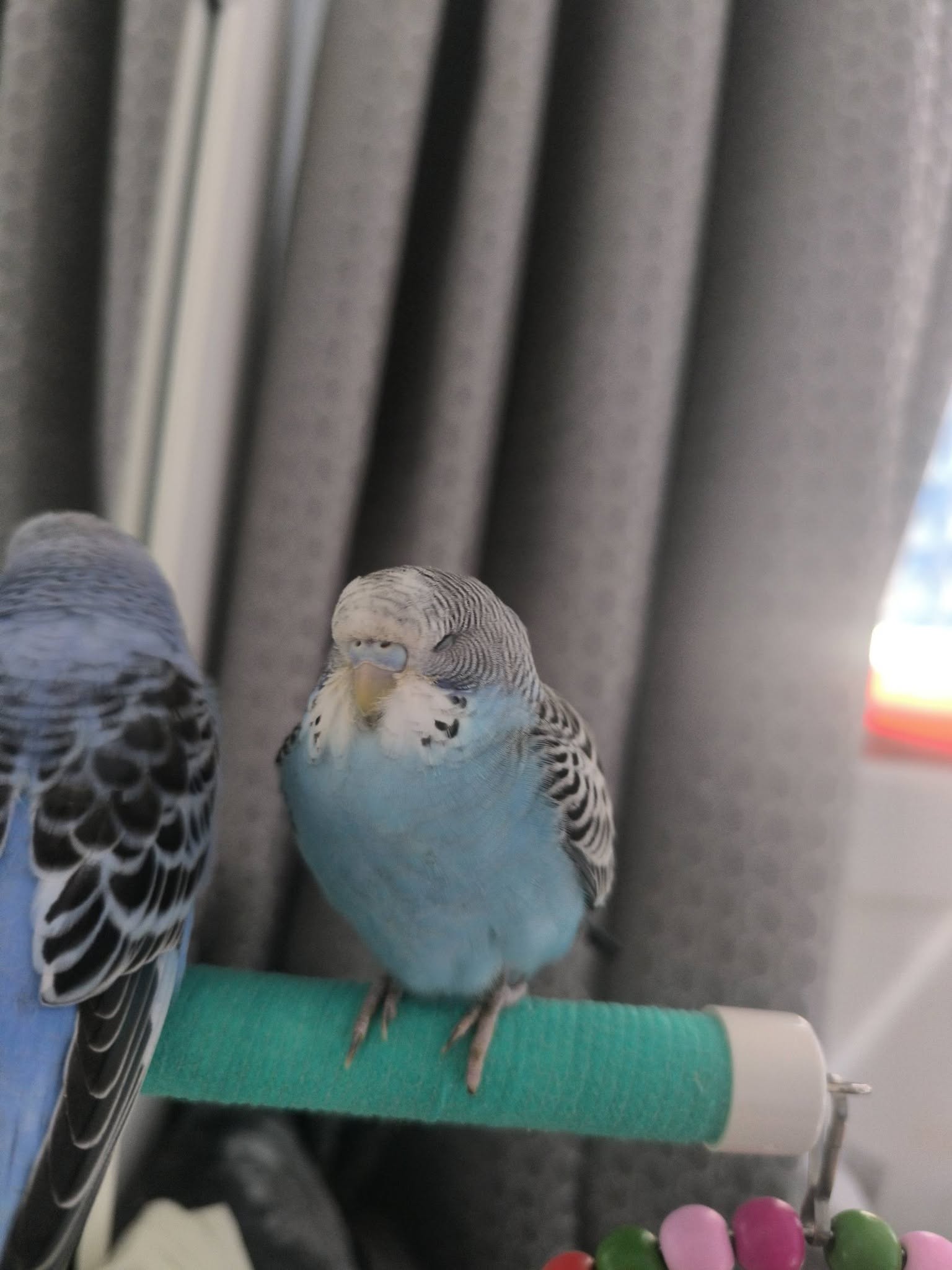 UK budgie pair bonded older child engaging family pet