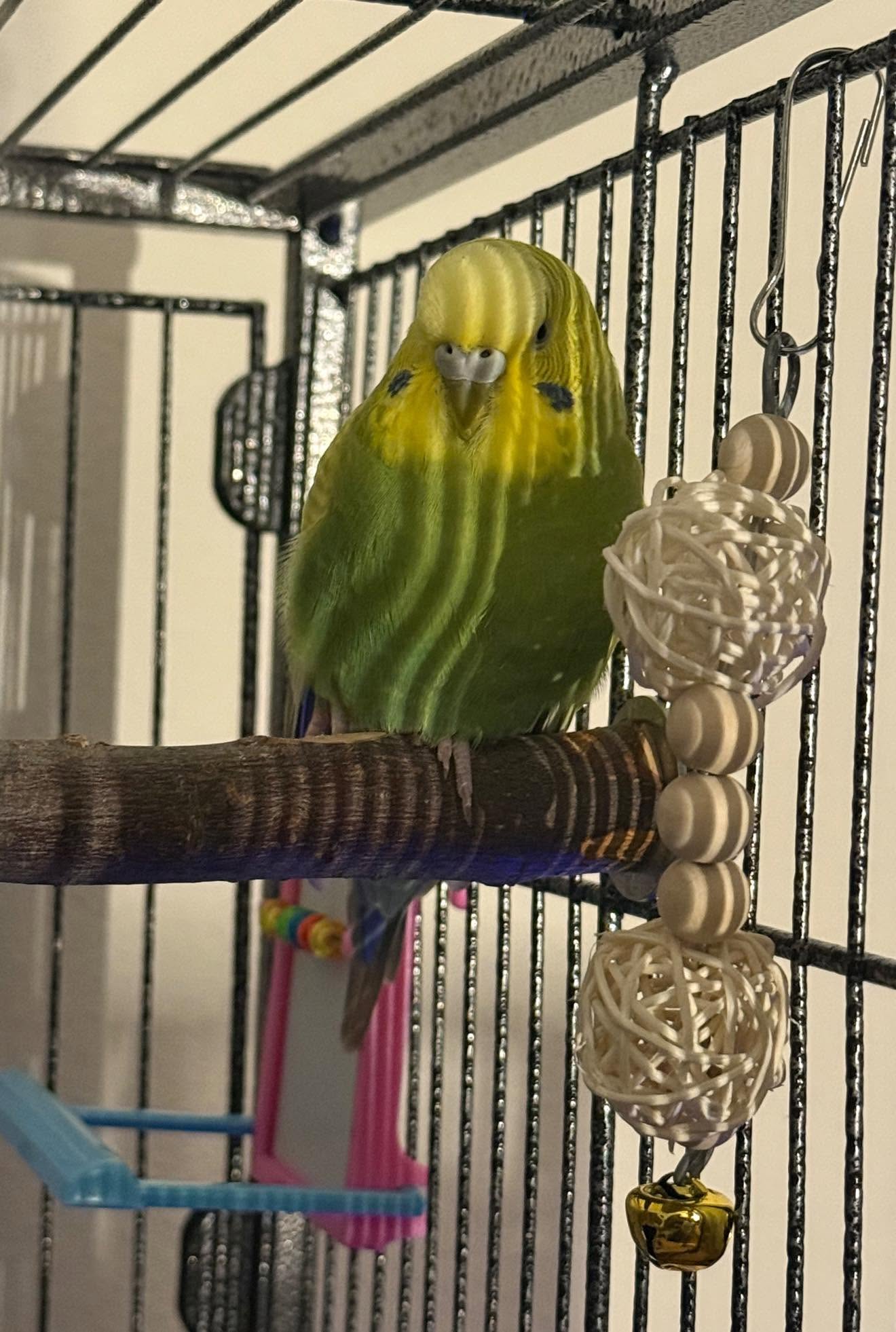UK budgie pair welfare cage affordable