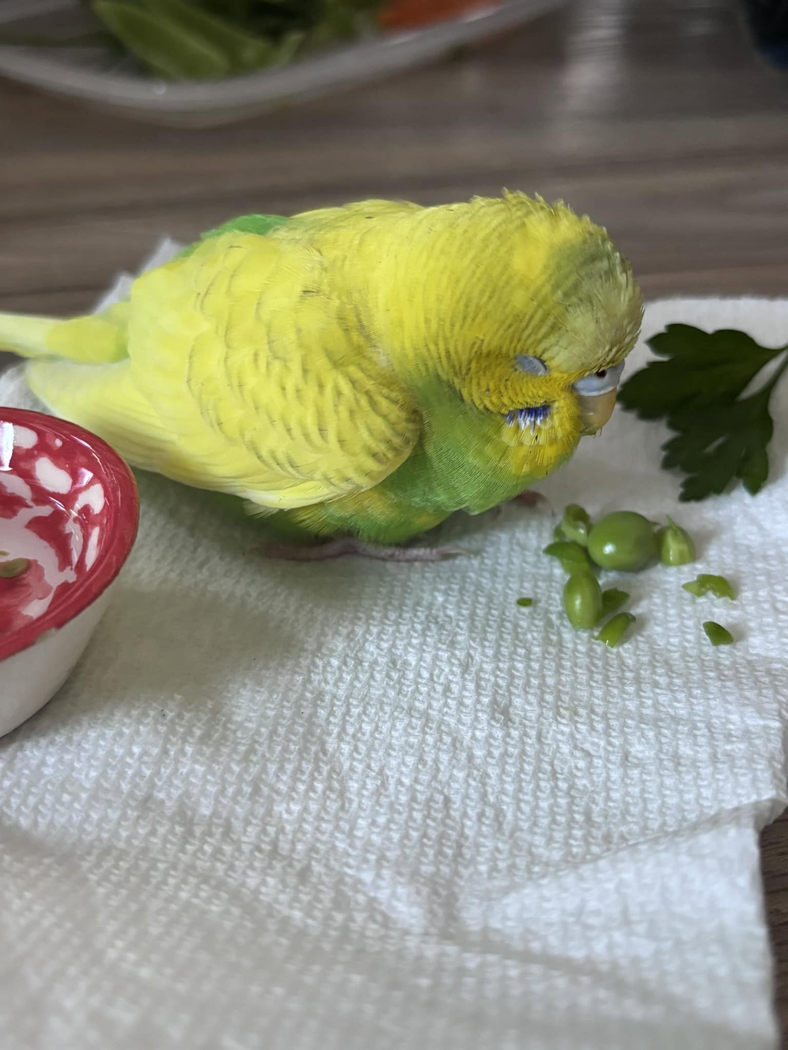 UK budgie recovered heat emergency cool room continued care safe