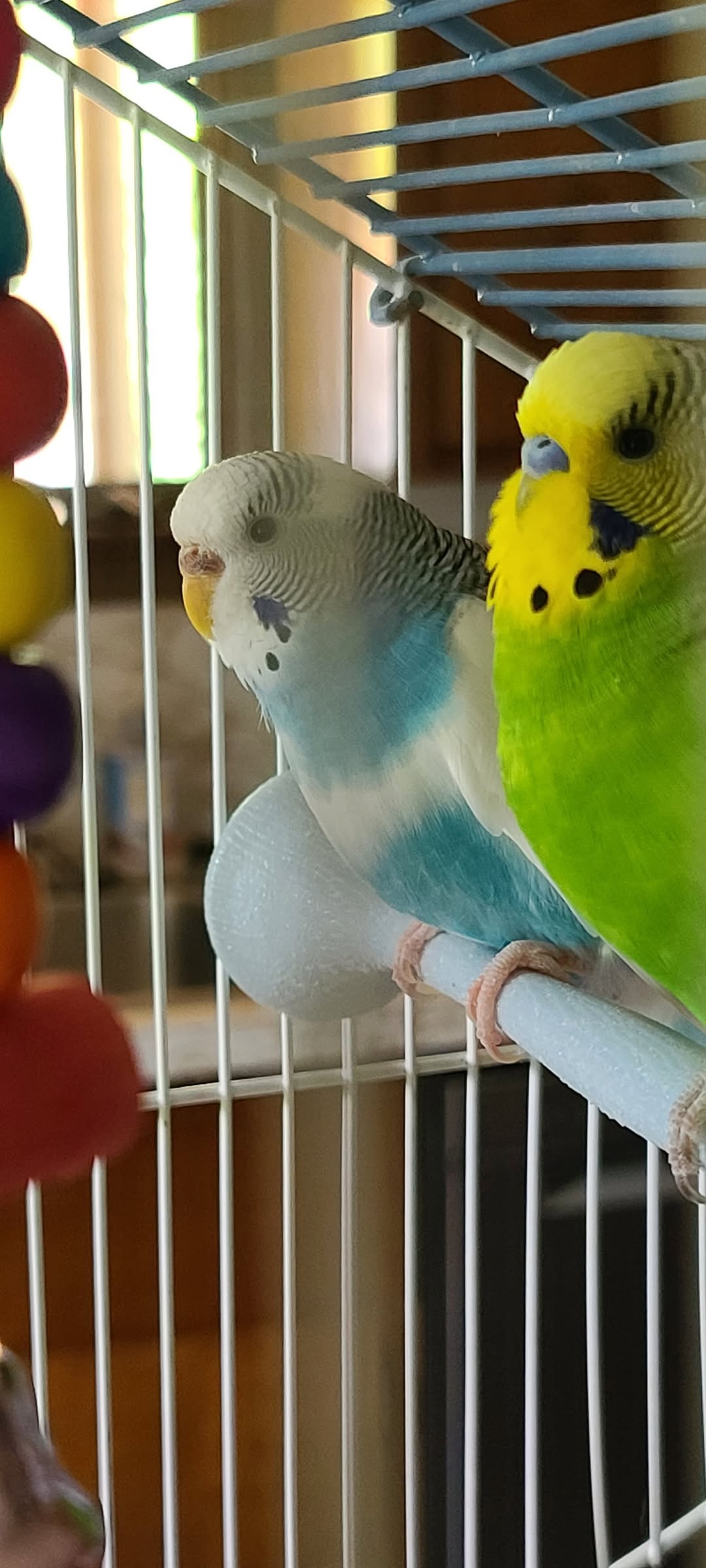 UK budgie seed bowl welfare quality 