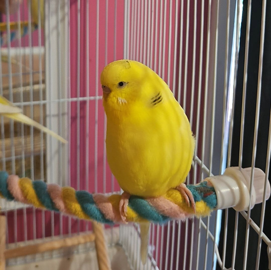 UK budgie stretching wings hanging upside down exercise 