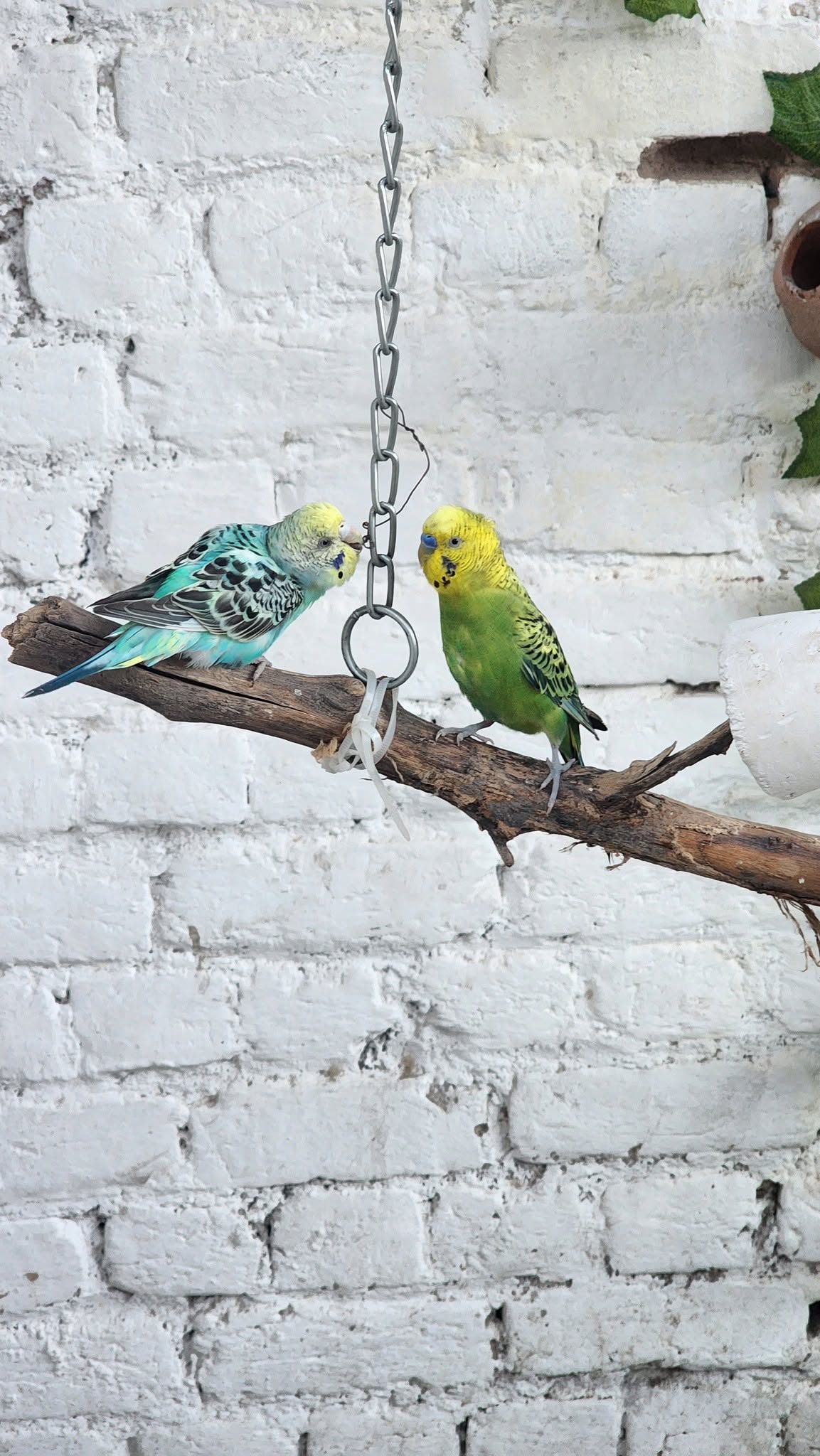 UK budgie veterinary welfare concern