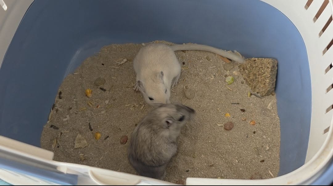 UK child happy watching gerbils pair pet tank afternoon home