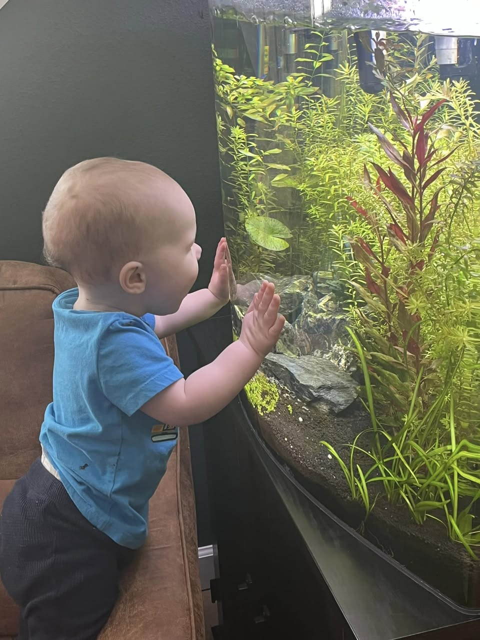 UK child observing community aquarium tropical fish learning