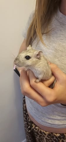 UK child watching bonded pair gerbils tank daytime active