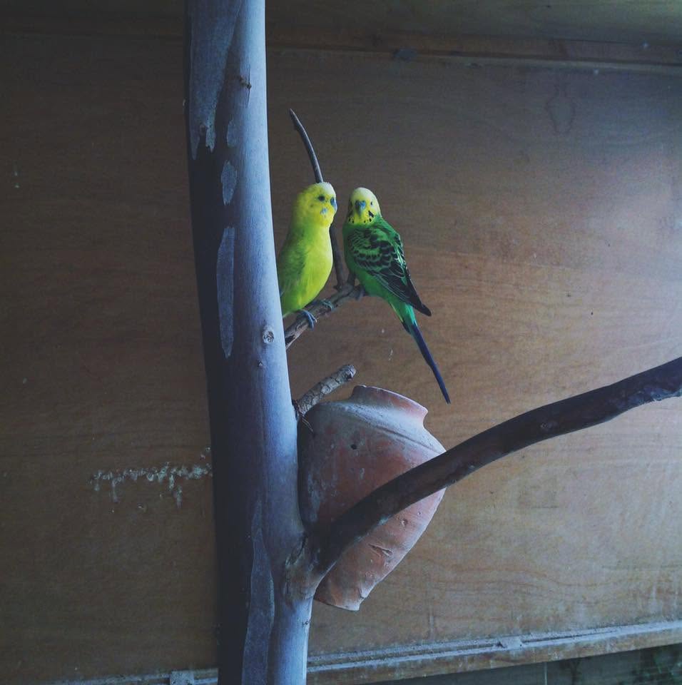 UK conservatory budgie danger summer heat