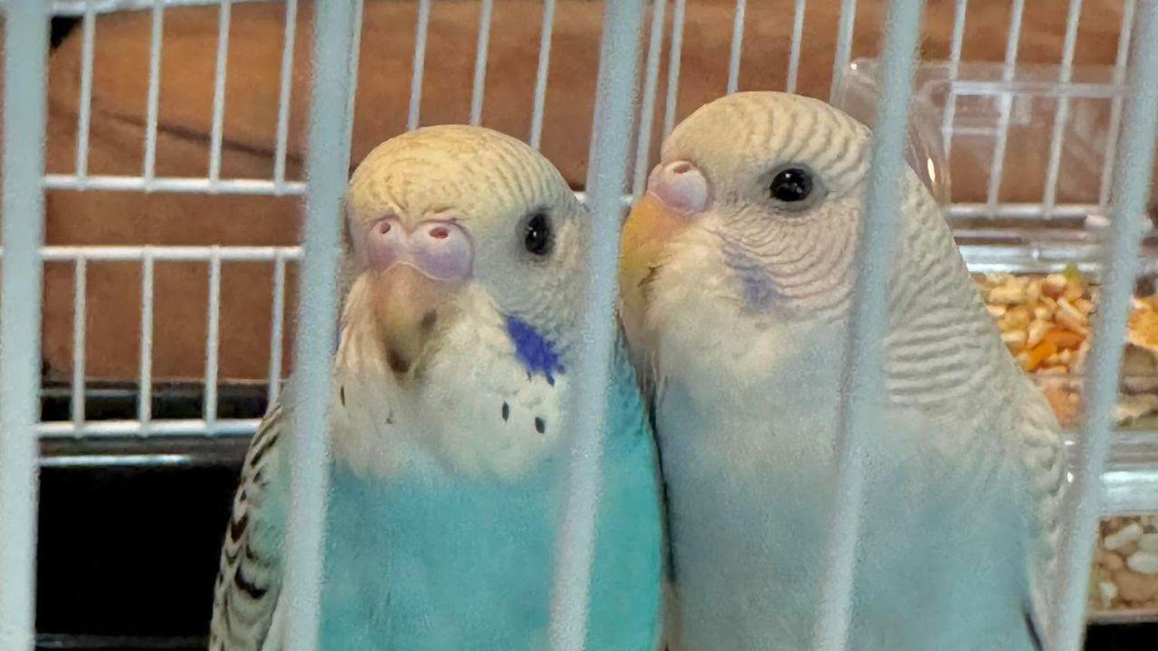 UK family choosing pet bird over dog 2026