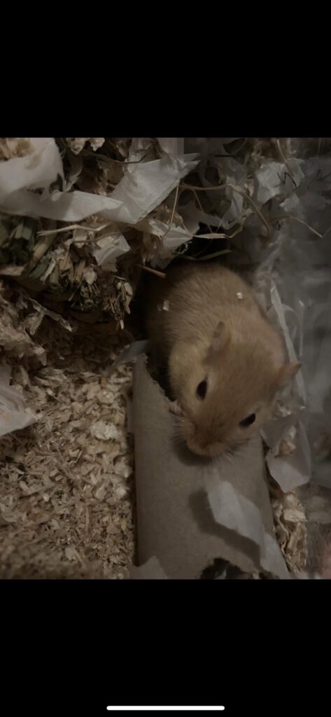 UK family deciding between gerbil hamster pet choice 