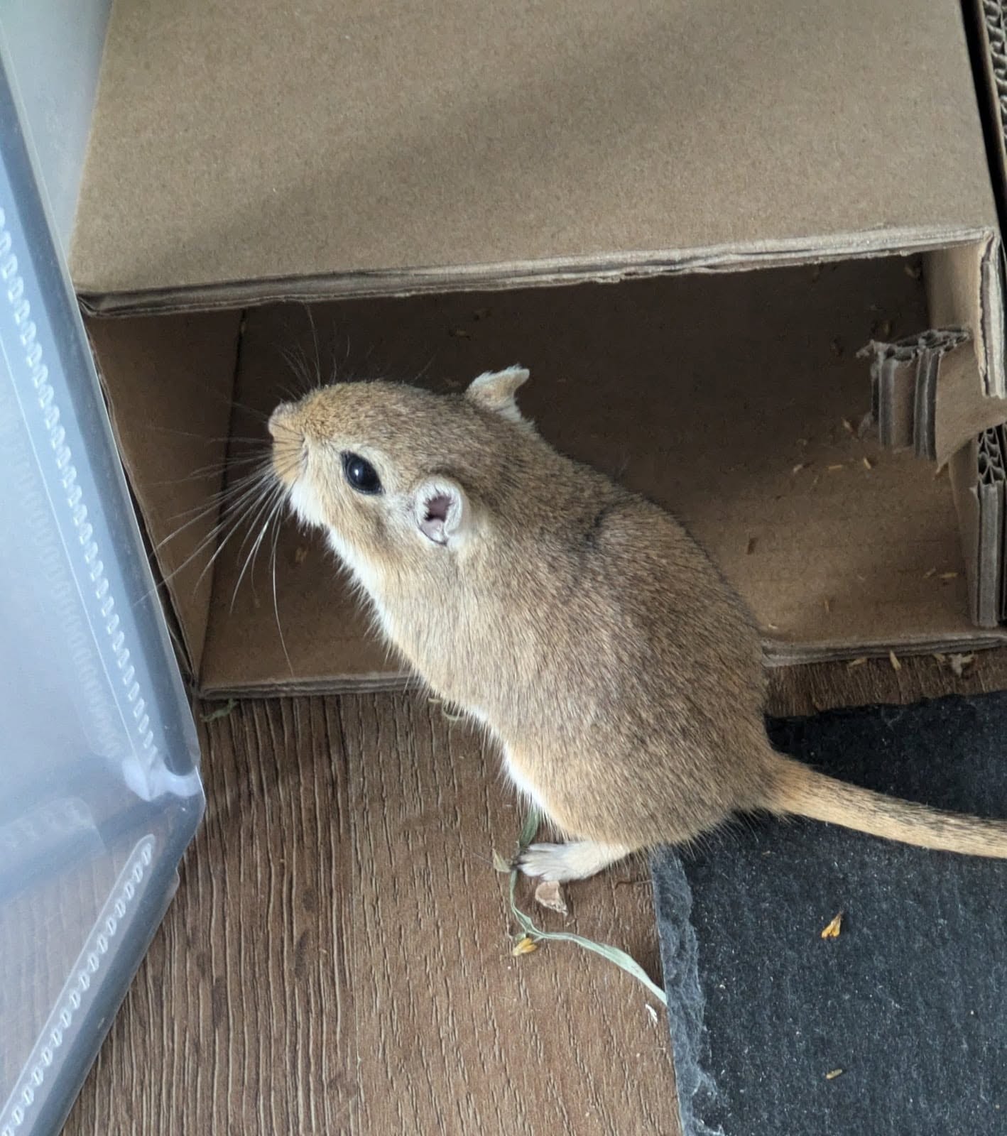 UK family decision questions gerbil hamster choice guide 