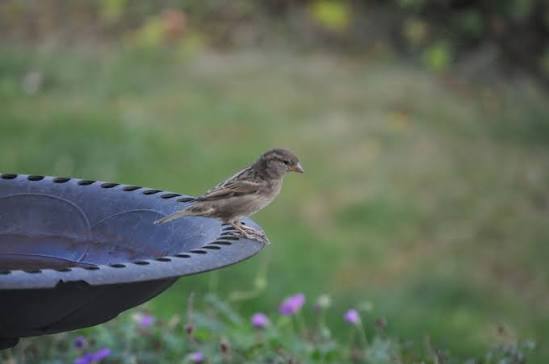 UK family watching garden birds during RSPB Big Garden Birdwatch