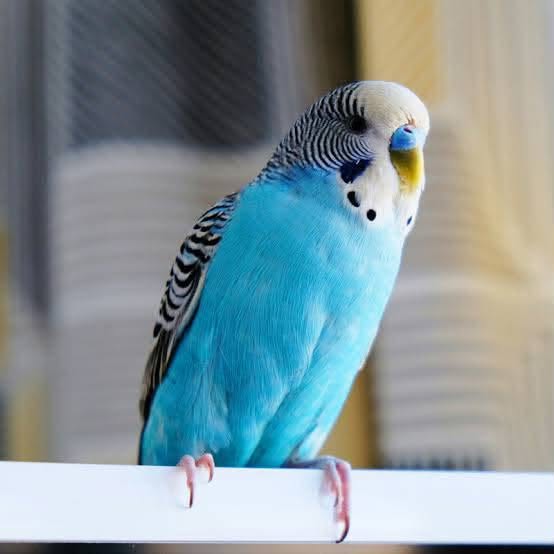 UK family with pet bird 2026