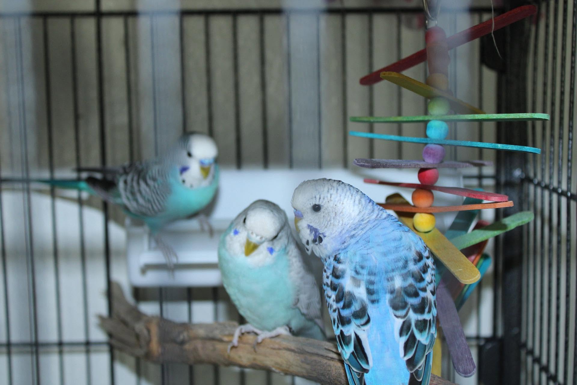 UK female budgie nesting behaviour paper material warning 
