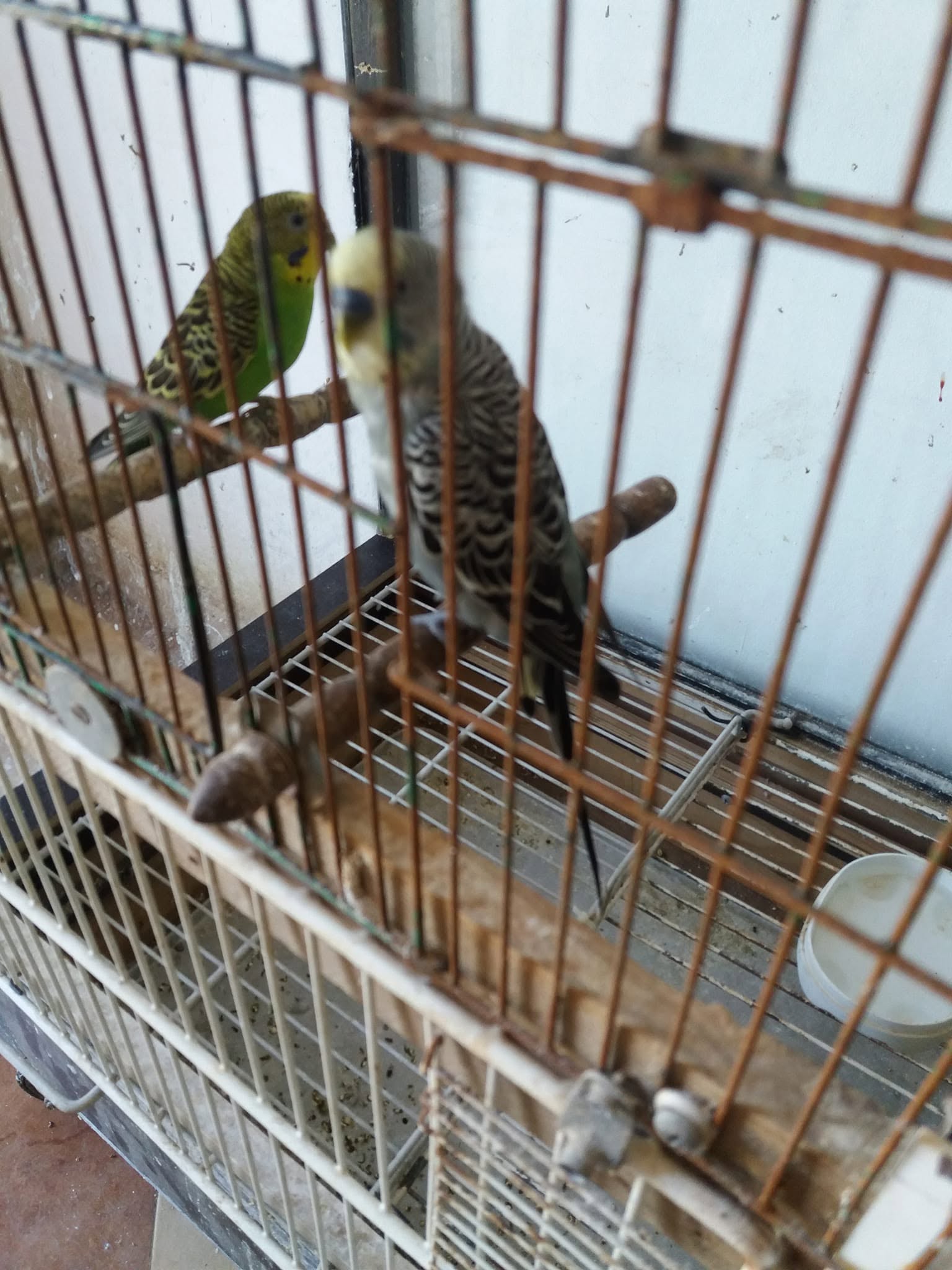 UK flat pet budgie indoor companion