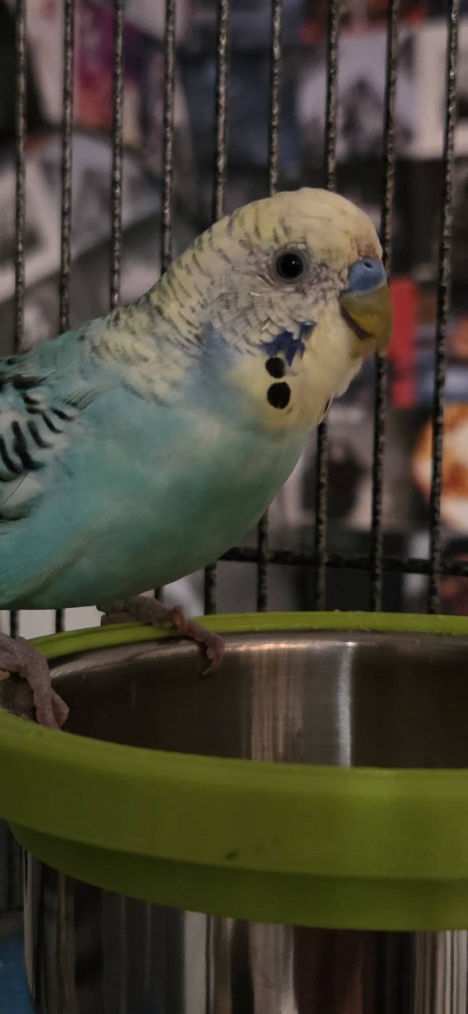 UK flat resident pet budgie indoor companion no garden accessibility