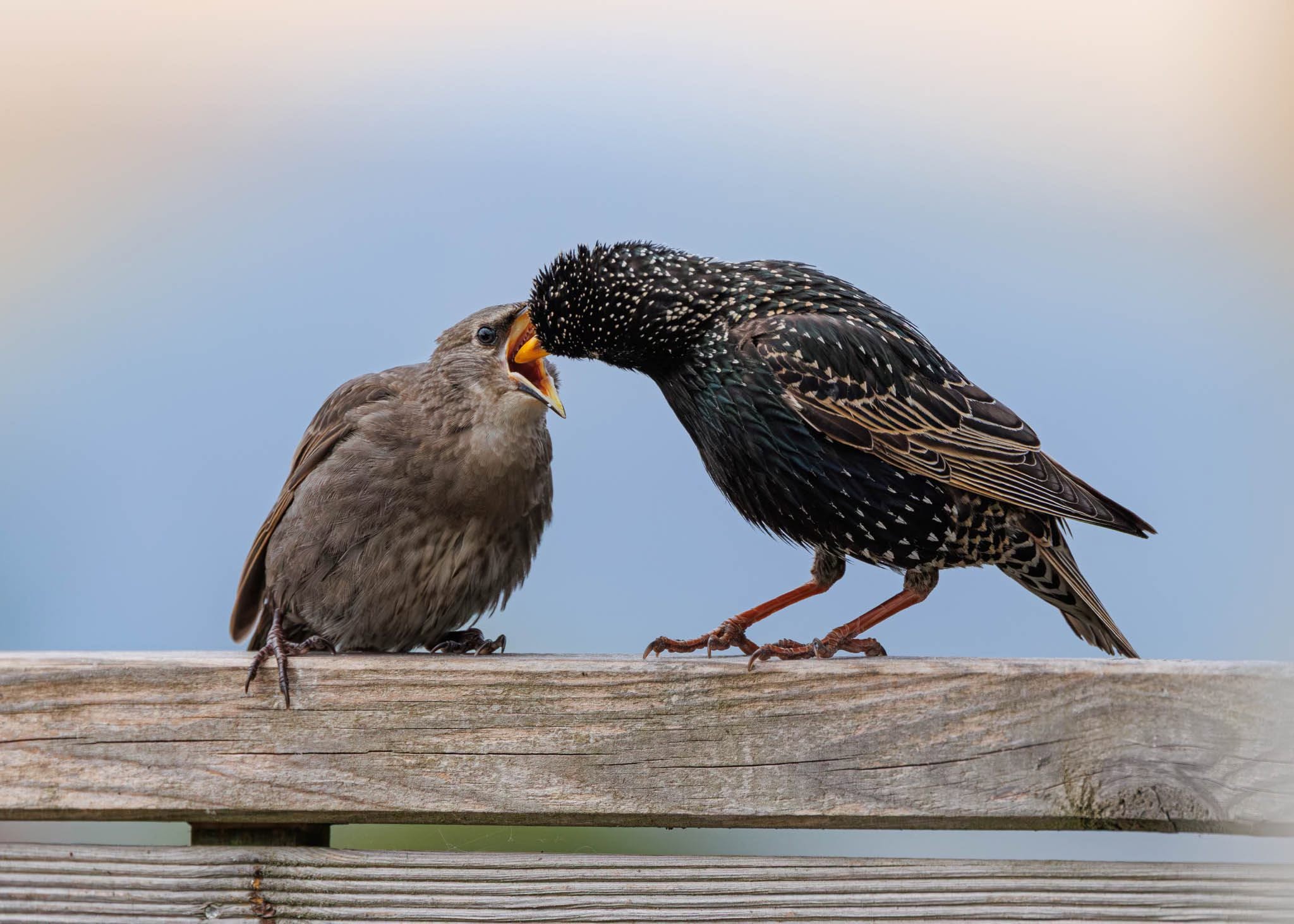 UK garden bird chick parent feeding insects breeding welfare