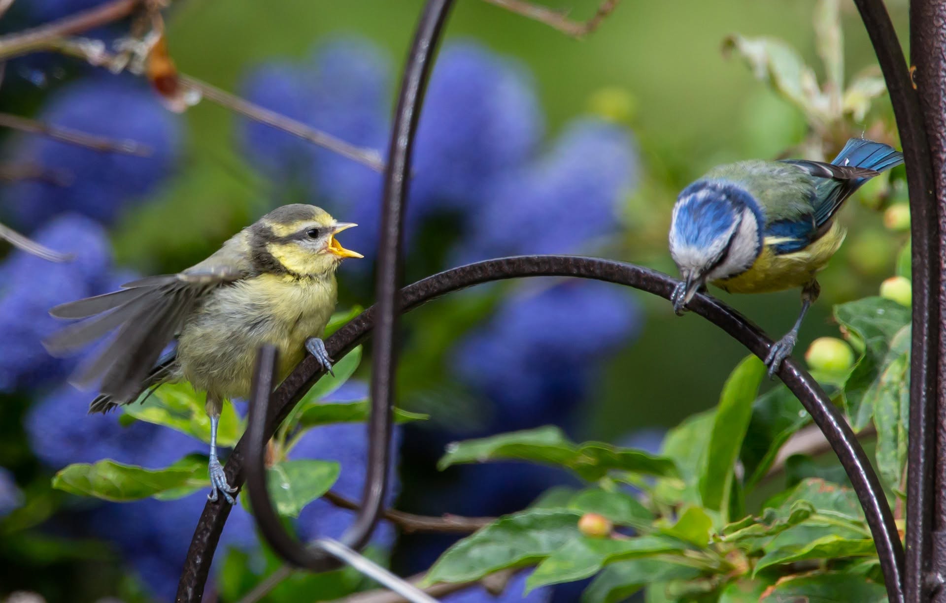 UK garden bird research pesticide contamination feather study