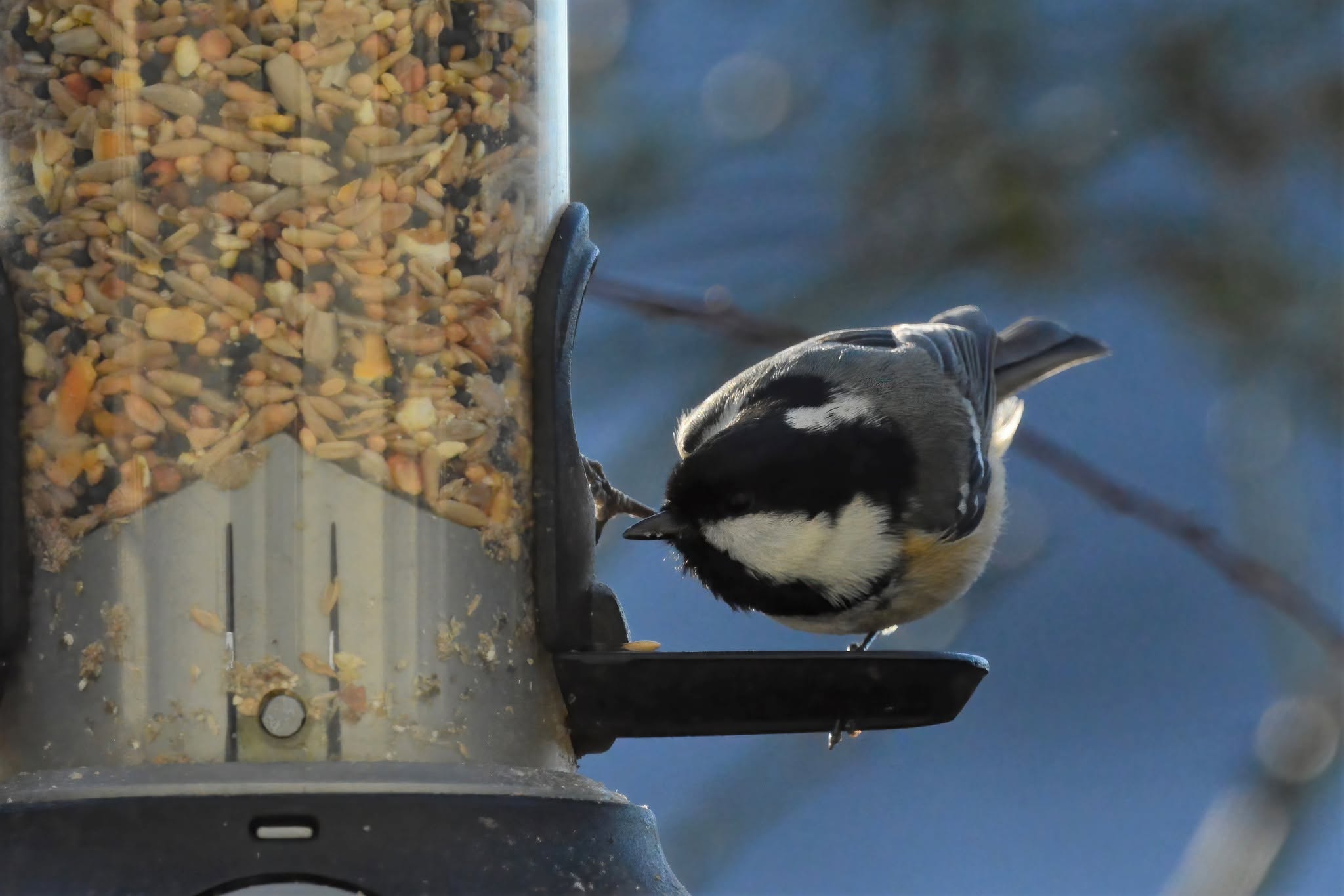 UK garden bird watcher counting birds at window feeder