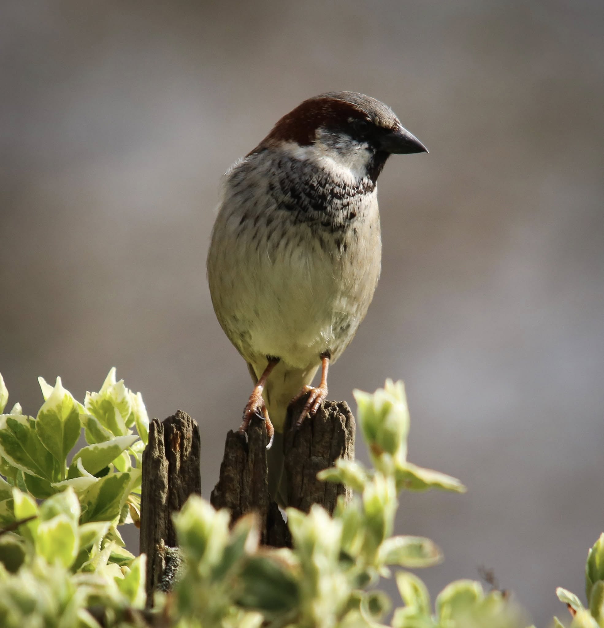 UK garden sparrow feeding station mixed seed mealworms suet 