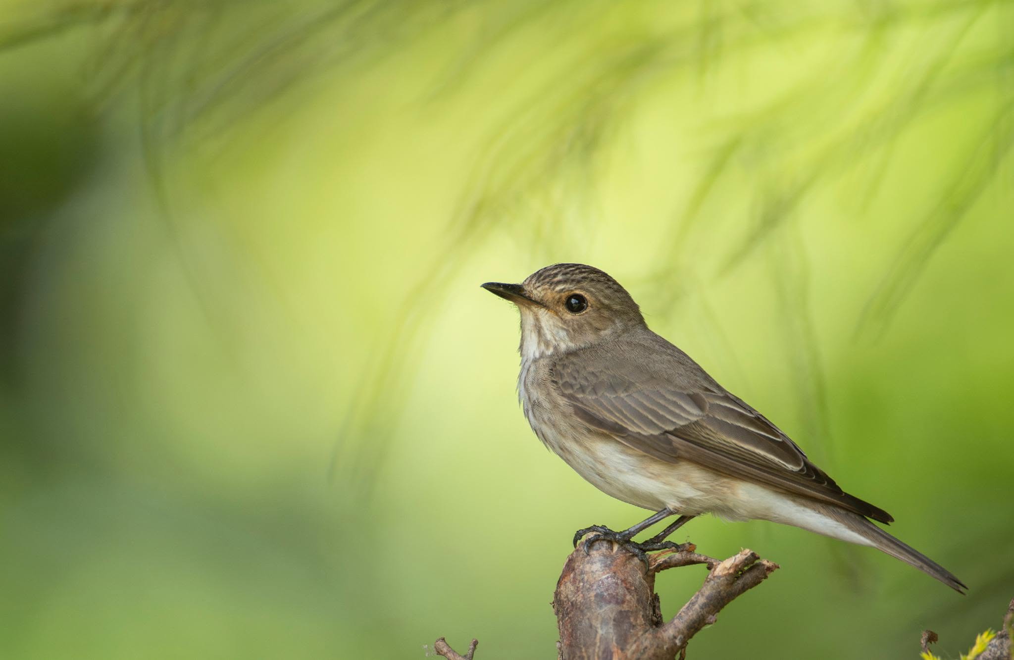 UK gardens bird habitat network RSPB importance 