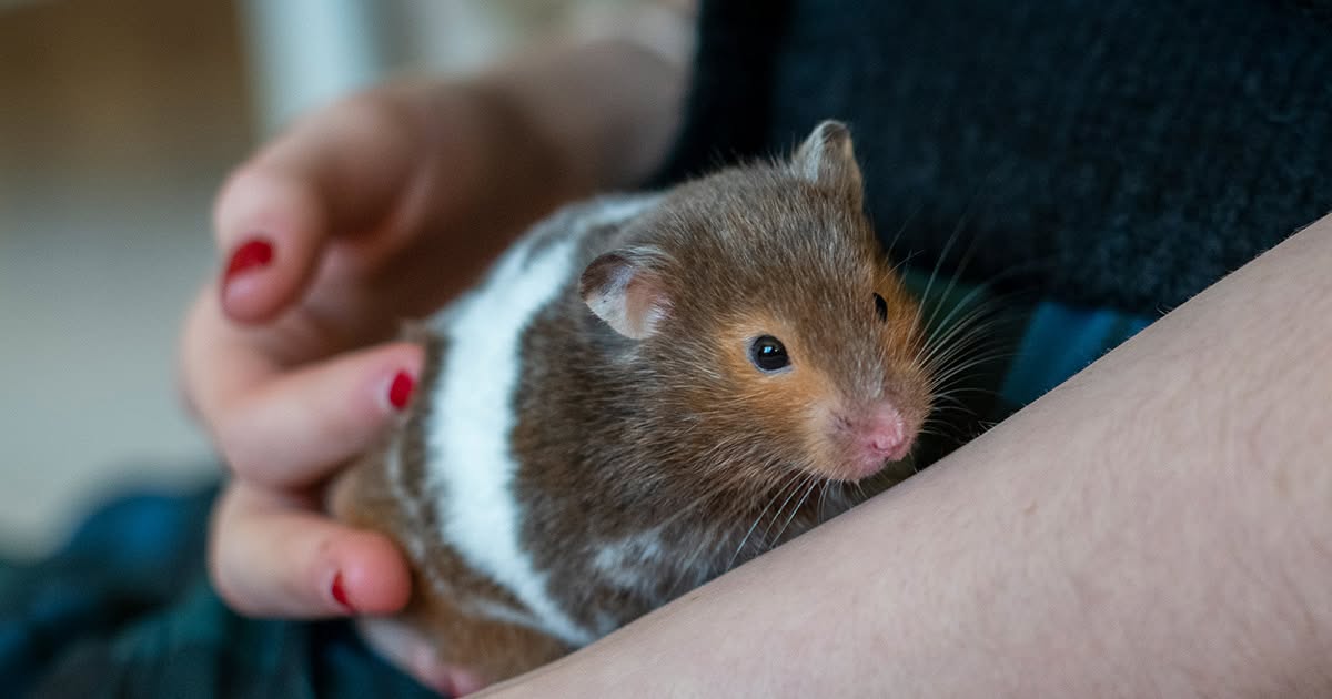 UK hamster welfare guidance Blue Cross PDSA Woodgreen update 2023