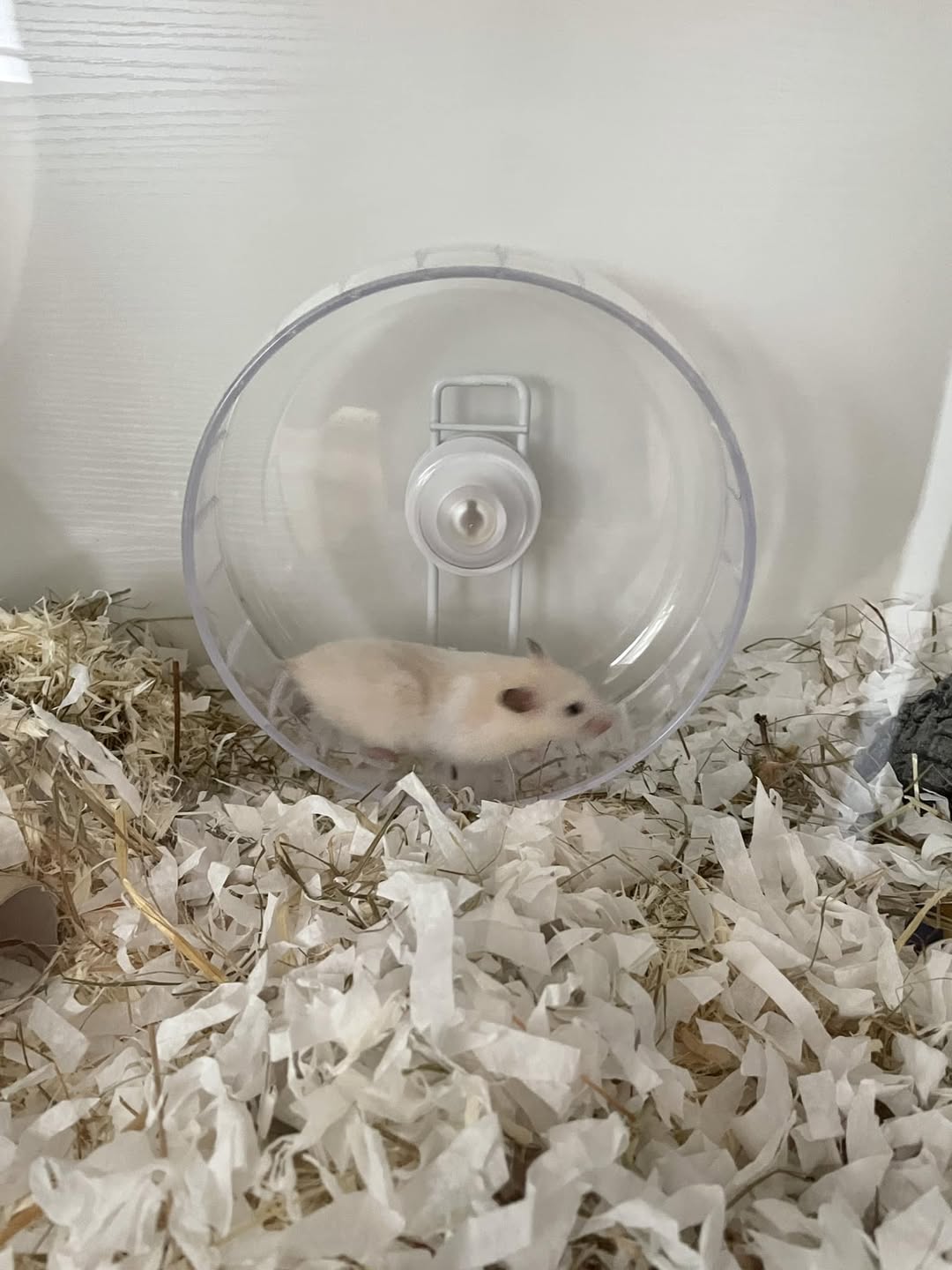 UK hamster wheel size comparison proper 28cm straight back 