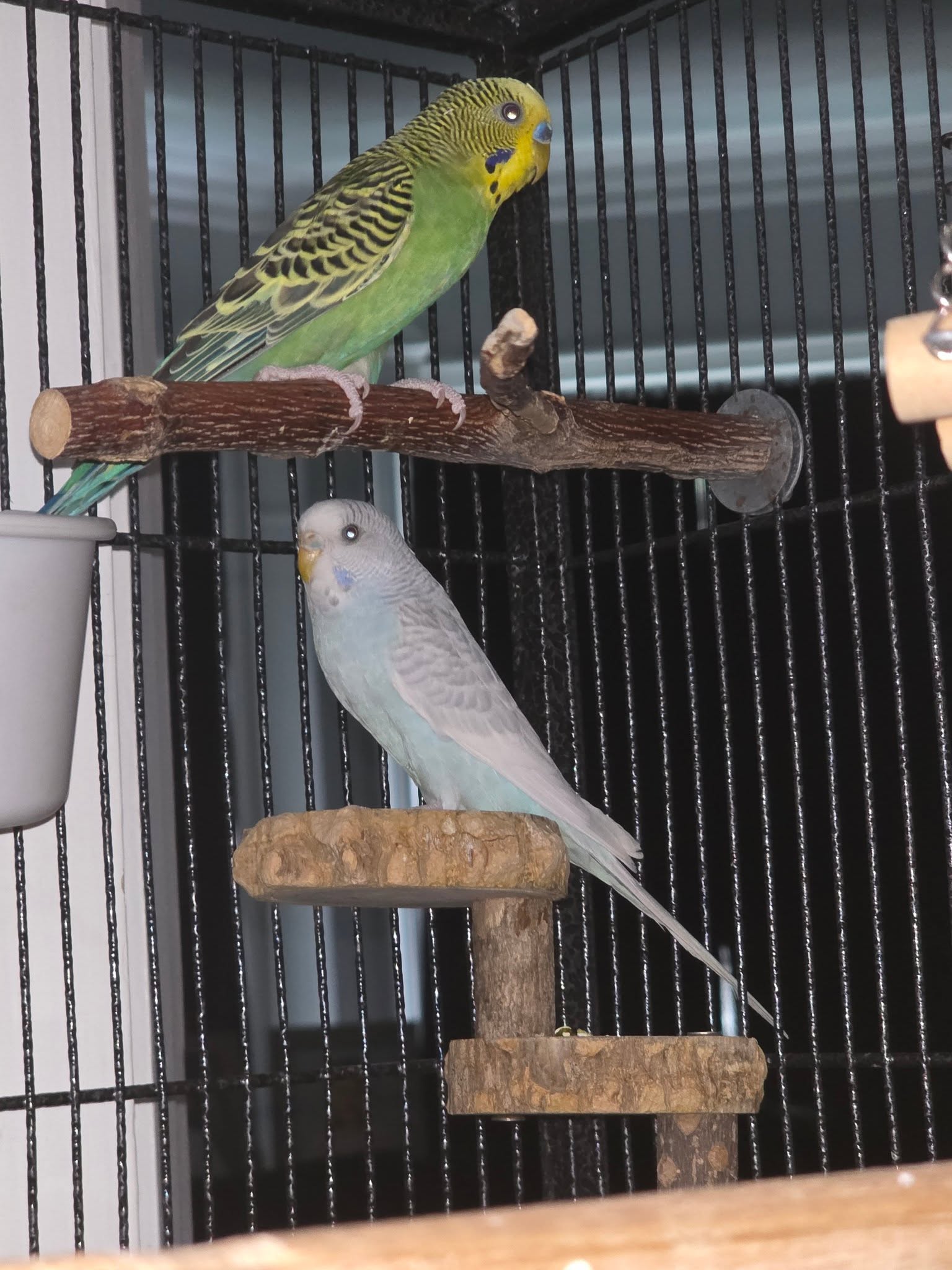 UK happy pet budgie clean fresh seed 