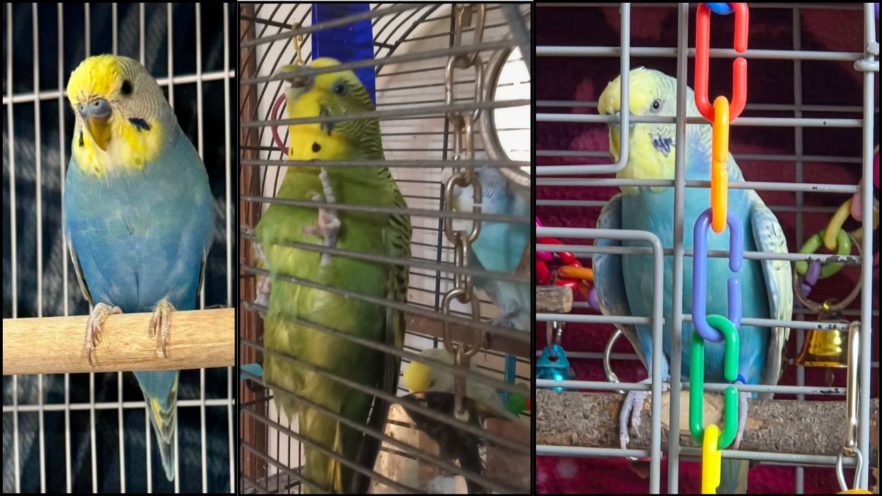 UK hottest May record budgie heat impact guide