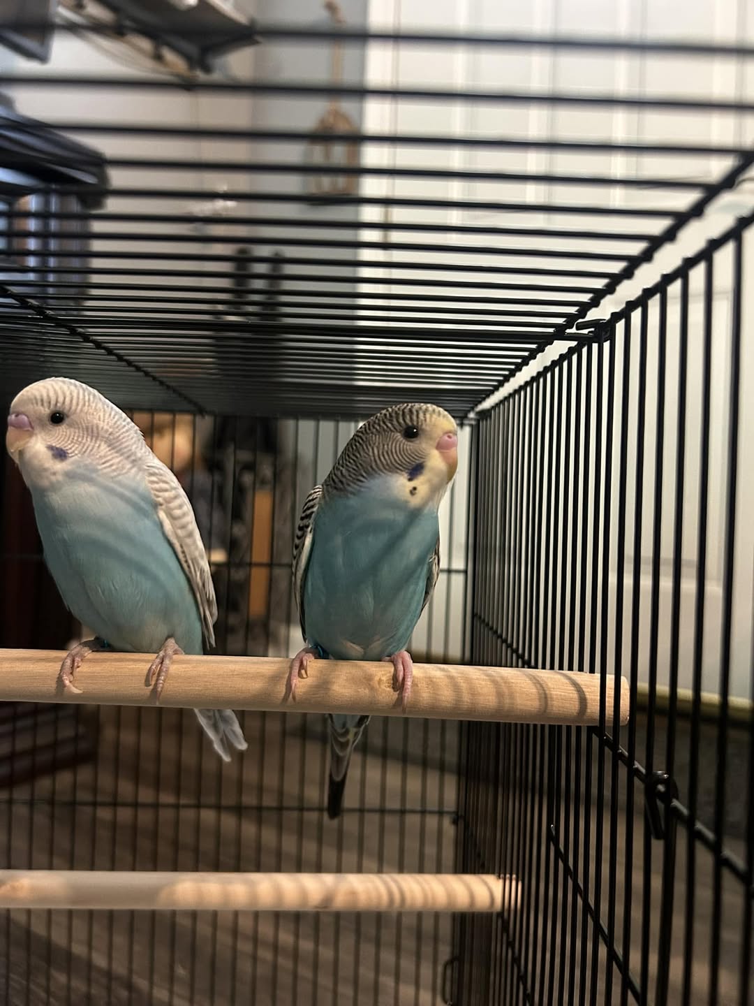 UK indoor pet bird safe protected 