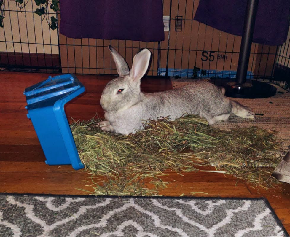 UK owner assessing rabbit hutch size welfare check guide