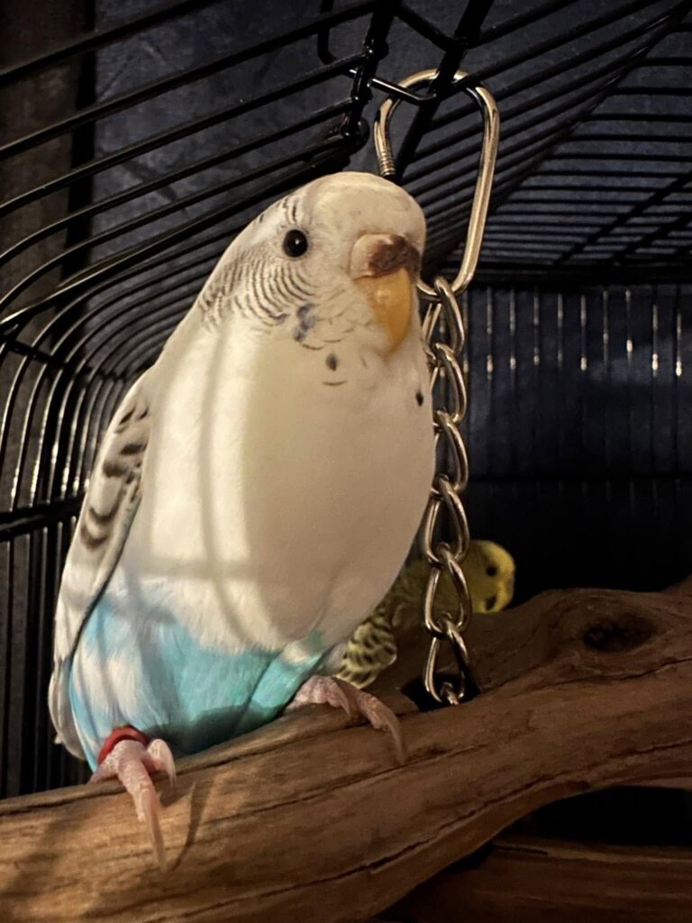 UK owner calmly observing quiet budgie checking signs