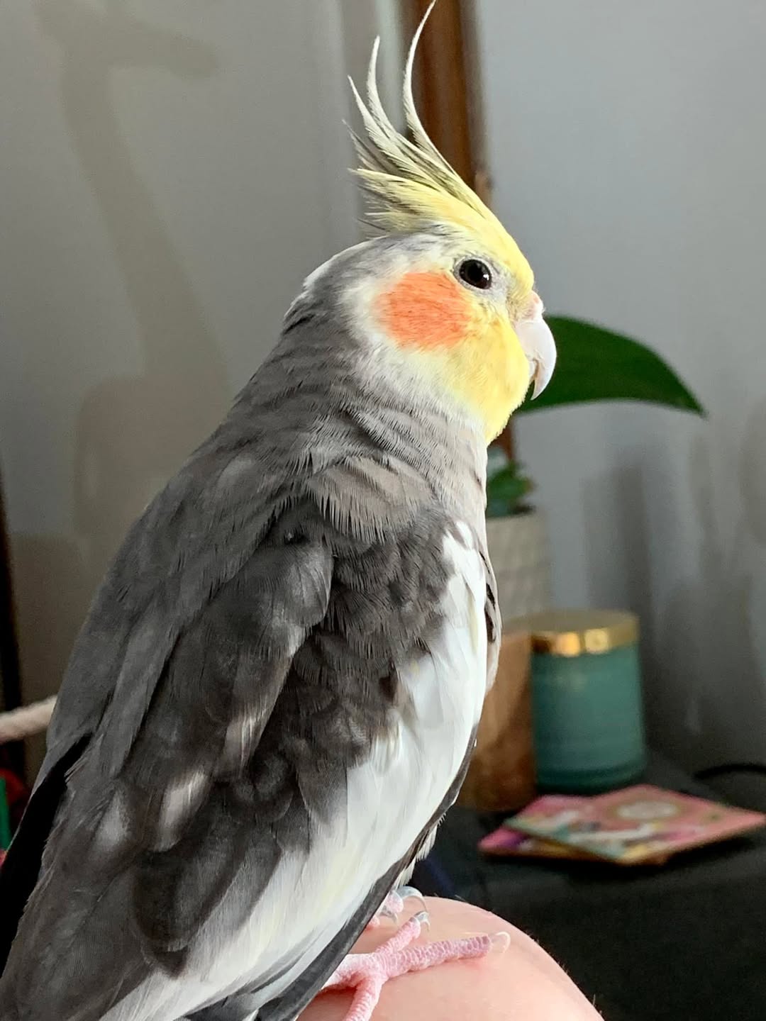 UK owner calmly observing shaking cockatiel assessment 
