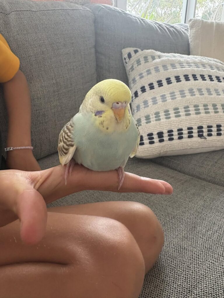 UK owner carefully observing budgie drooping wing assessment 