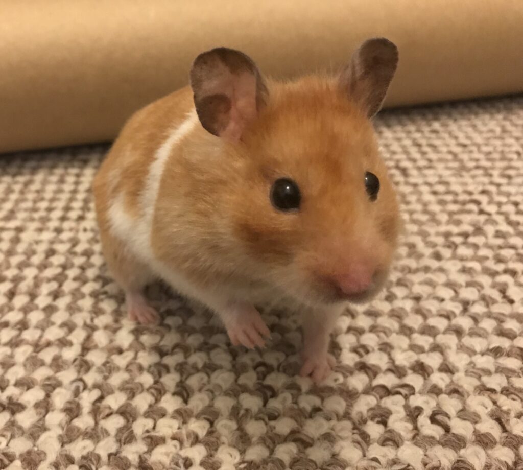 UK owner checking hamster cheek pouch health signs