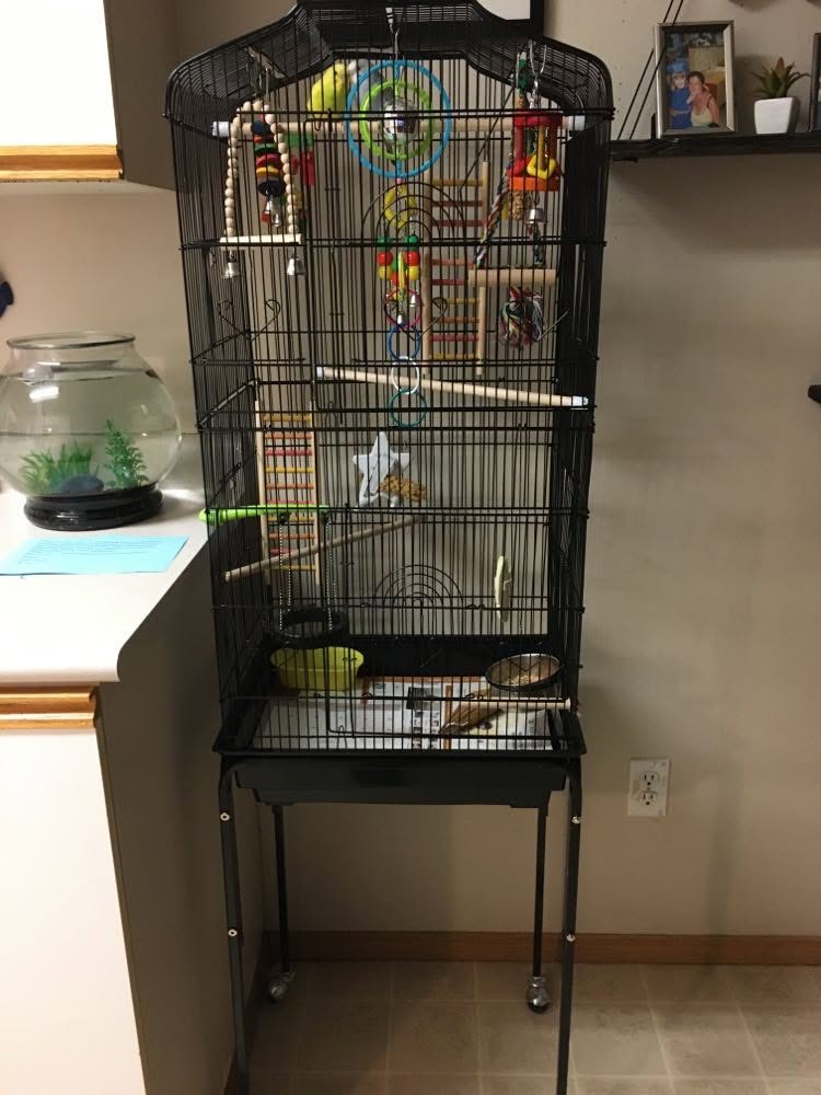 UK owner examining budgie cage perch checking symptoms