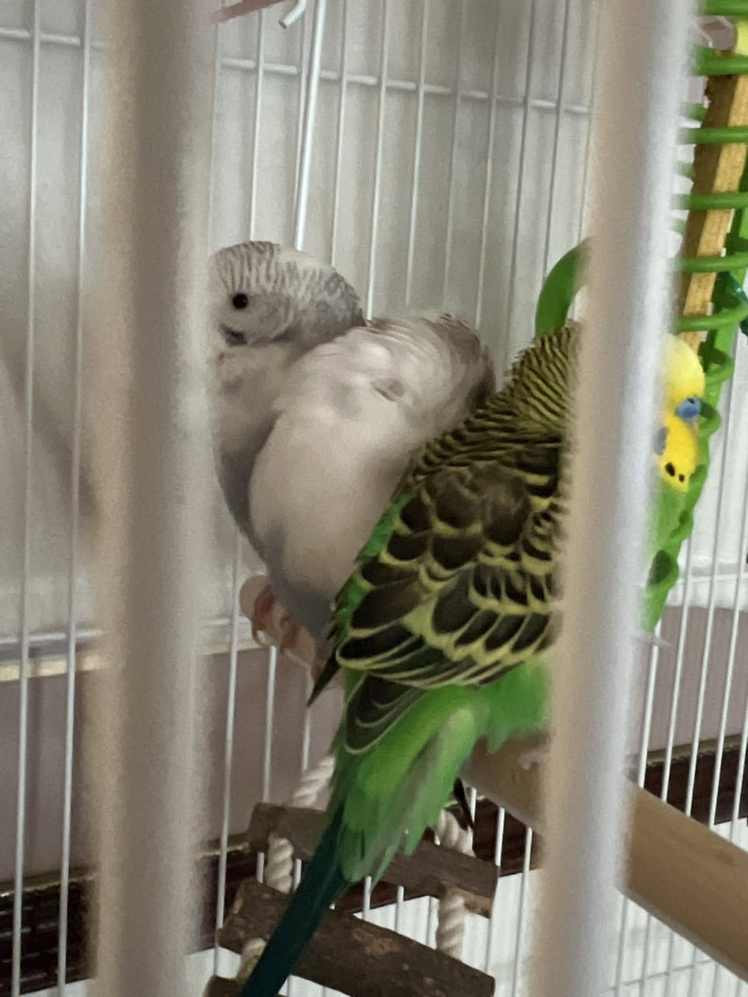 UK owner first minute assessment budgie heat emergency action plan
