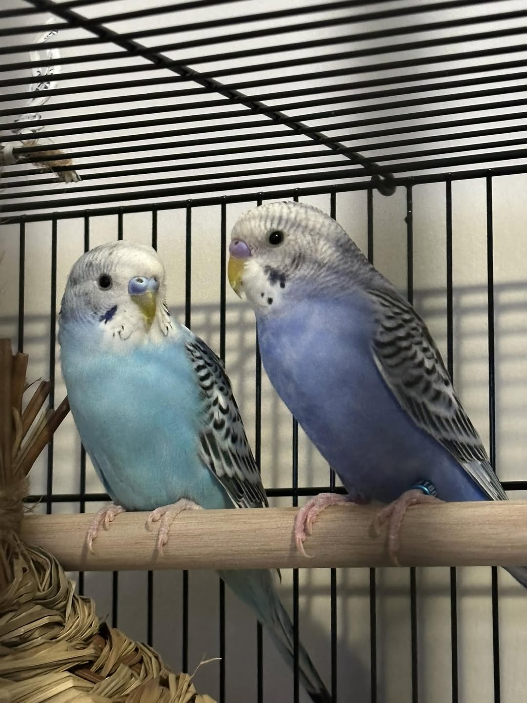 UK owner gently acknowledging budgie gift bond response 